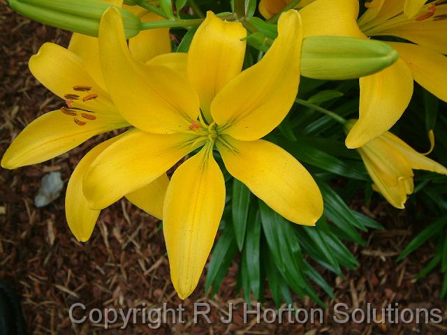Lilium yellow